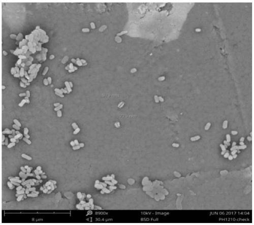 A denitrifying paracoccus and method for producing single-cell protein in high ammonia nitrogen wastewater treatment