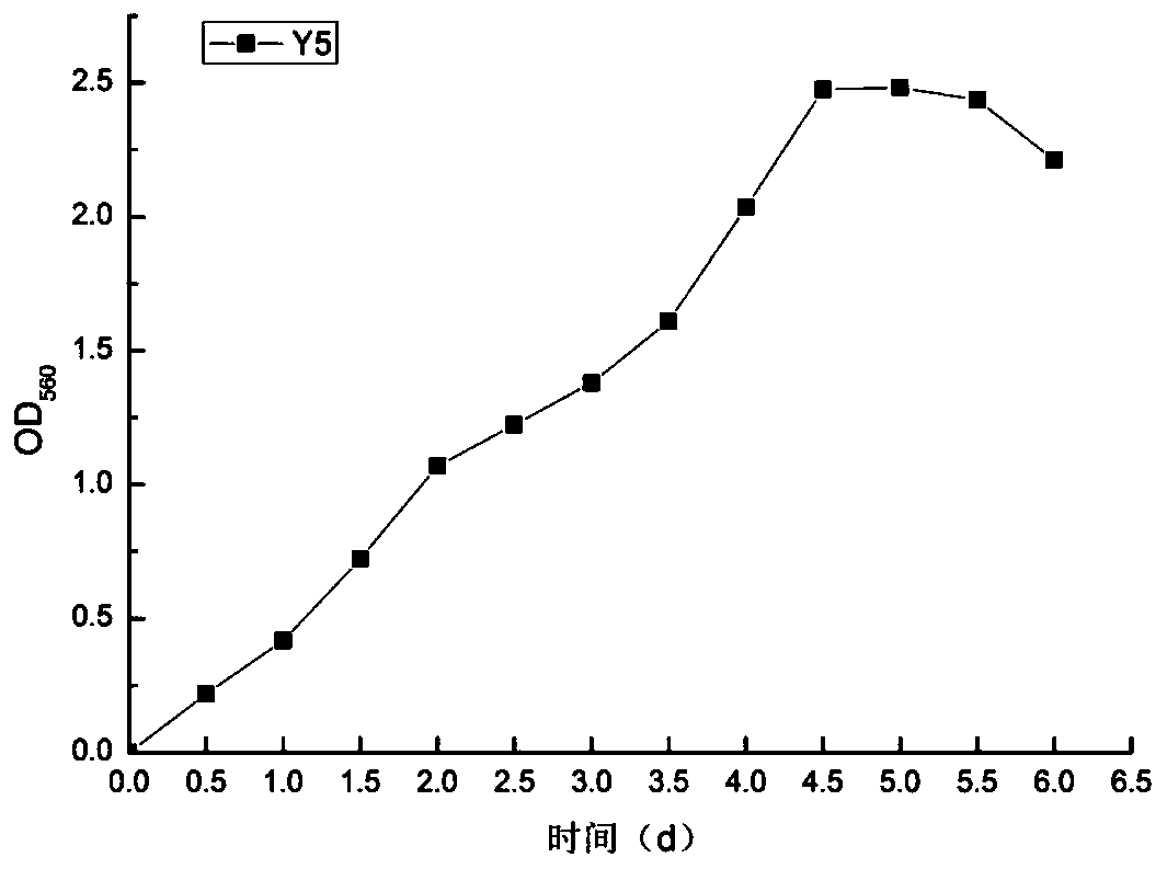 A denitrifying paracoccus and method for producing single-cell protein in high ammonia nitrogen wastewater treatment