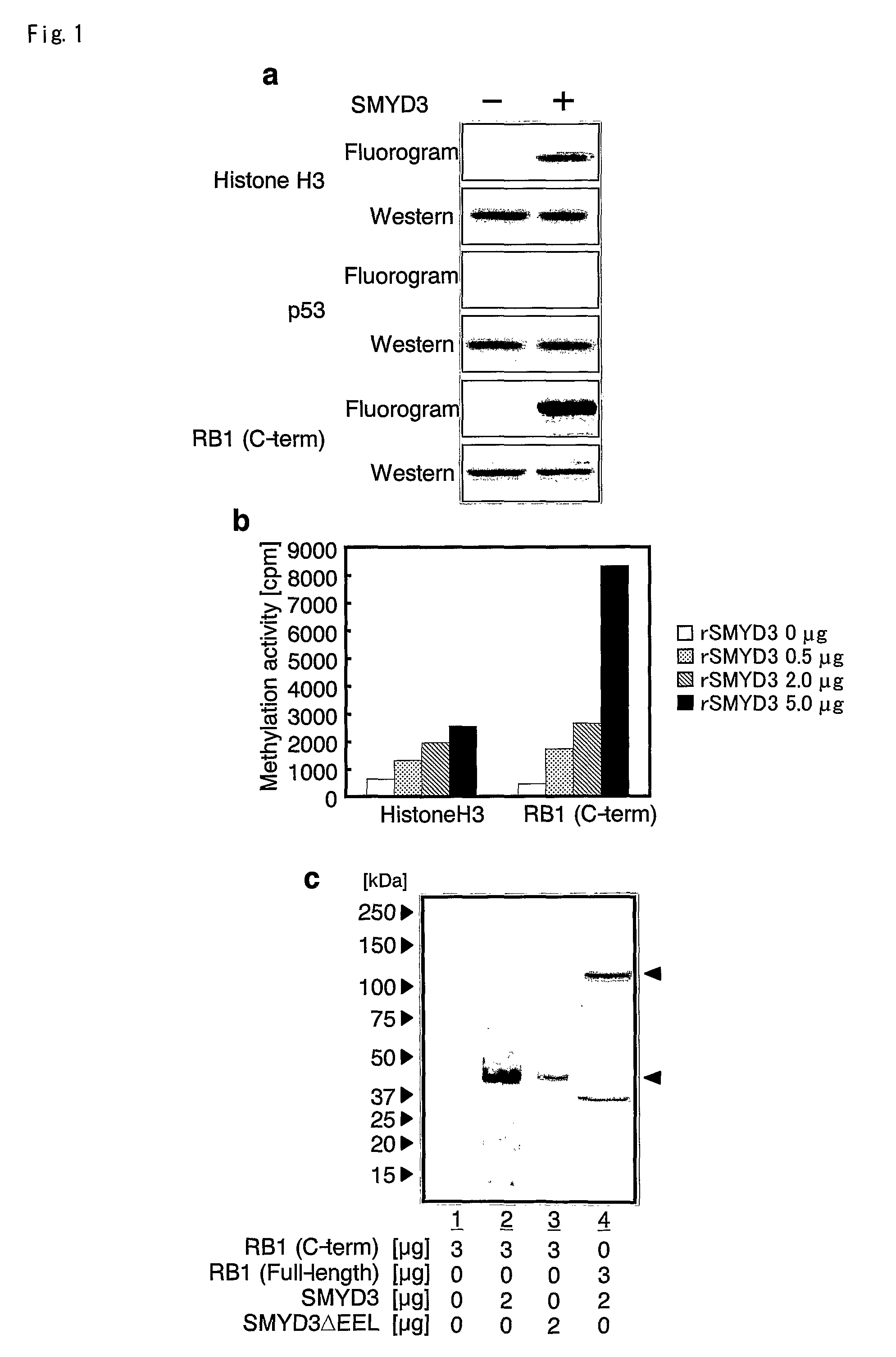 Methods of modulating SMYD3 for treatment of cancer