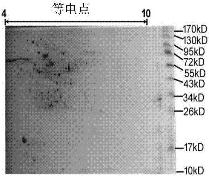 Tuberculosis vaccine candidate component and vaccine containing tuberculosis vaccine candidate component