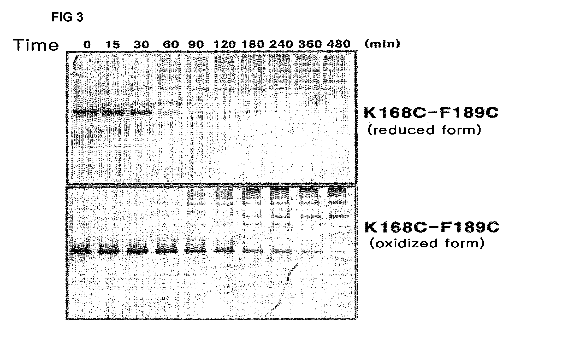 Thermostable alpha1-antitrypsin mutein with a disulfide bond and the method for preparing it