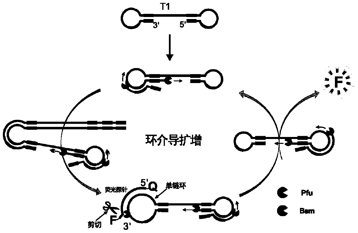 Fluorescent probe