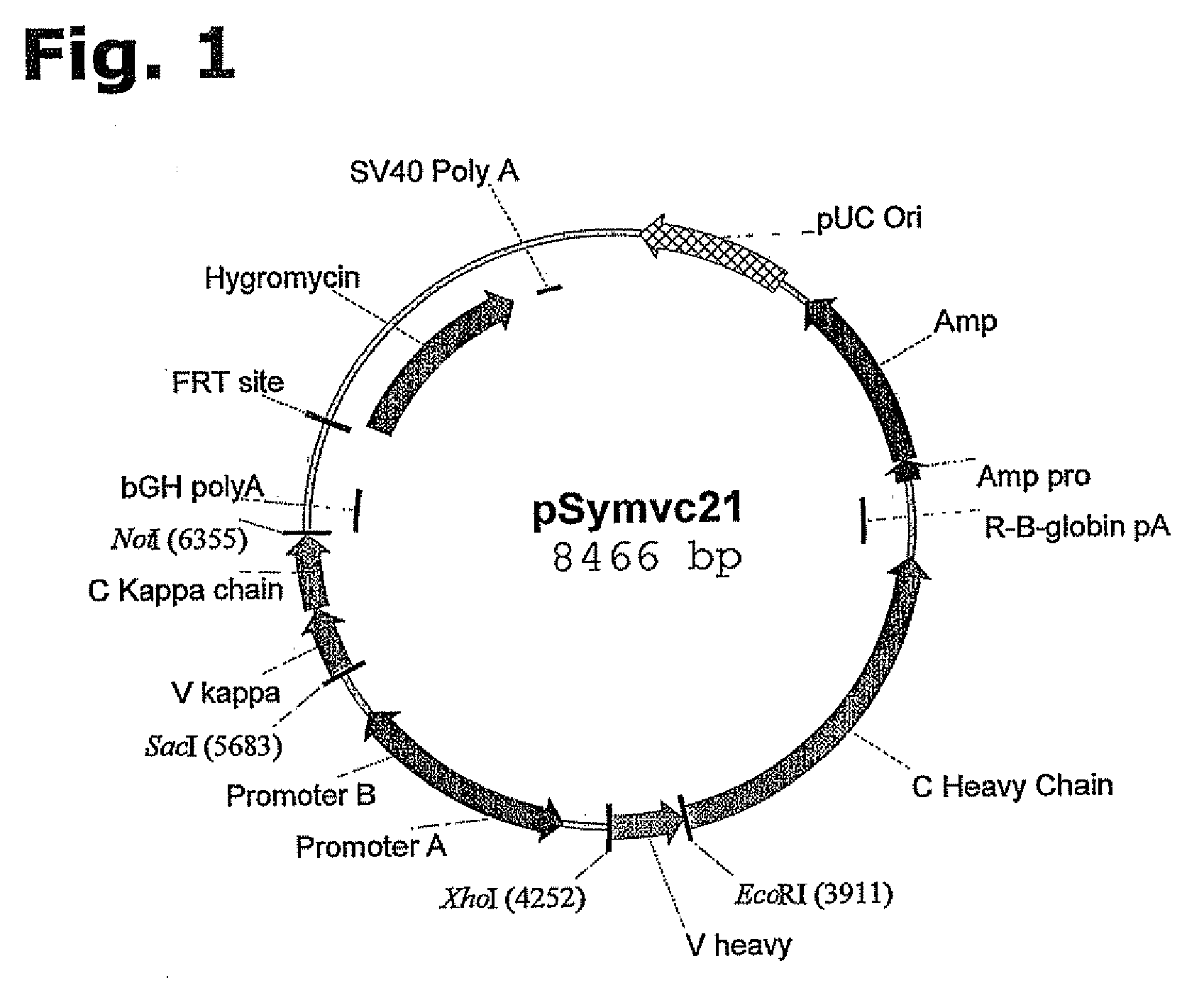 Method for Manufacturing Recombinant Polyclonal Proteins