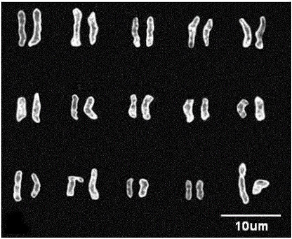 A kind of sex identification method of Pistacia chinensis plant