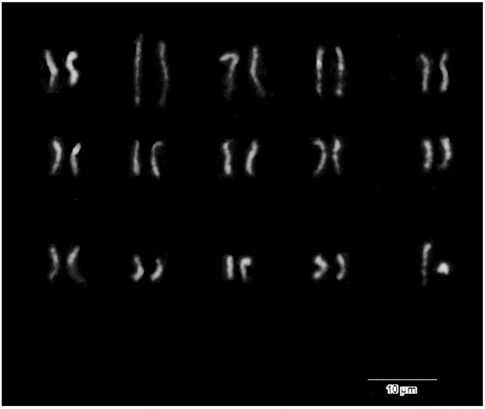 A kind of sex identification method of Pistacia chinensis plant