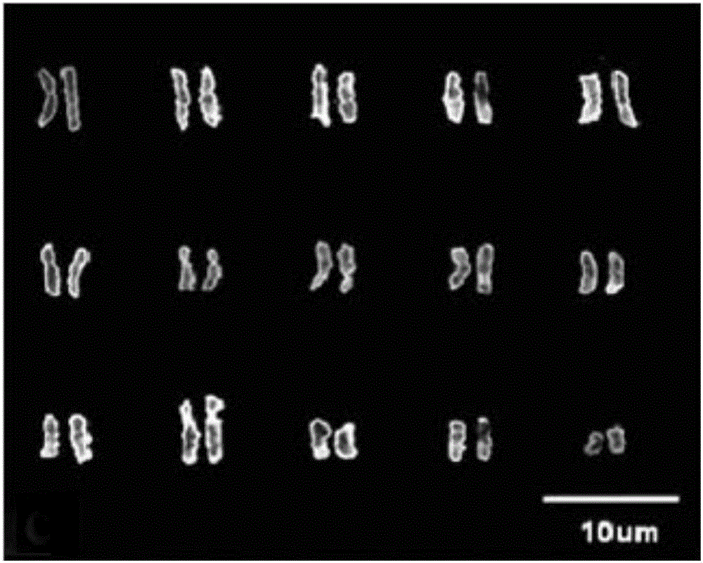 A kind of sex identification method of Pistacia chinensis plant