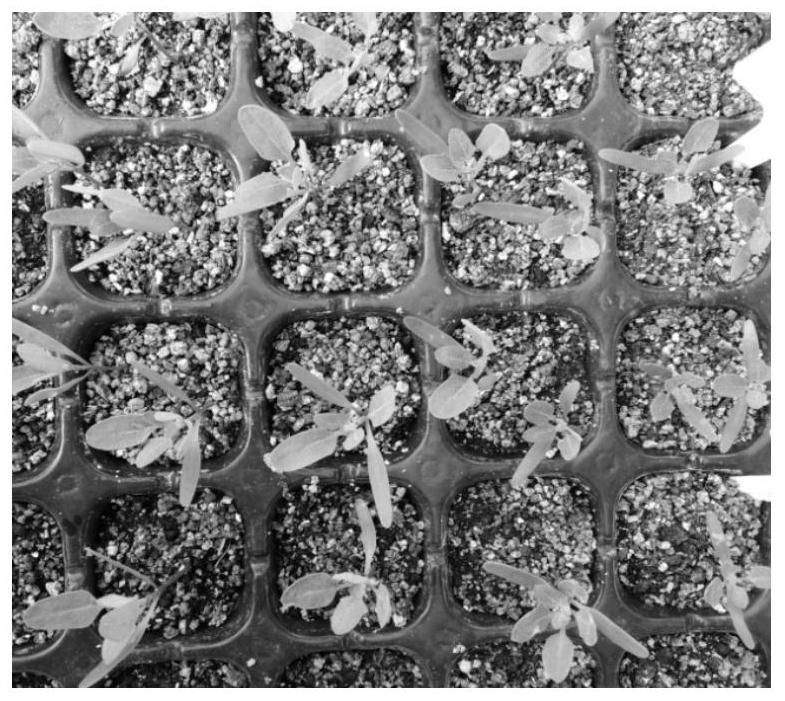A quinoa seedling cultivation and transplanting planting method suitable for coastal saline-alkali land