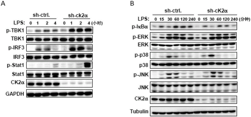 Application of promoting expression of I-type interferon by inhibiting activity of casein kinase 2