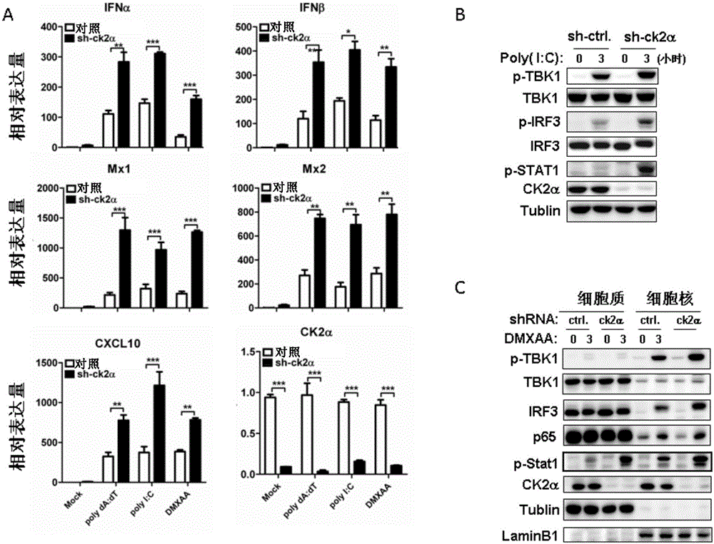 Application of promoting expression of I-type interferon by inhibiting activity of casein kinase 2