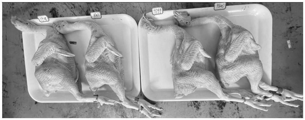 Breeding method of premature slaughter processing type high-quality chicken commercial line