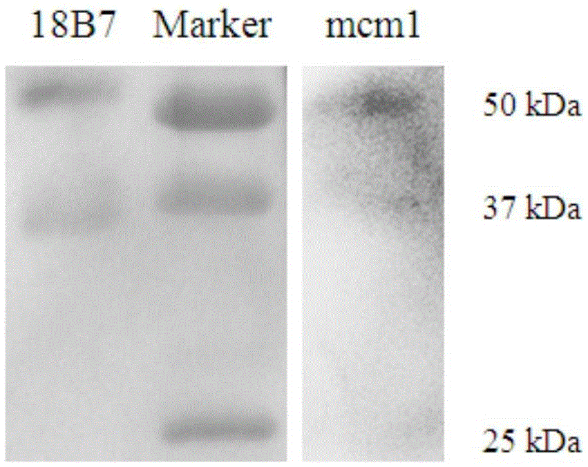 A kind of myeloperoxidase quantitative detection method and detection reagent