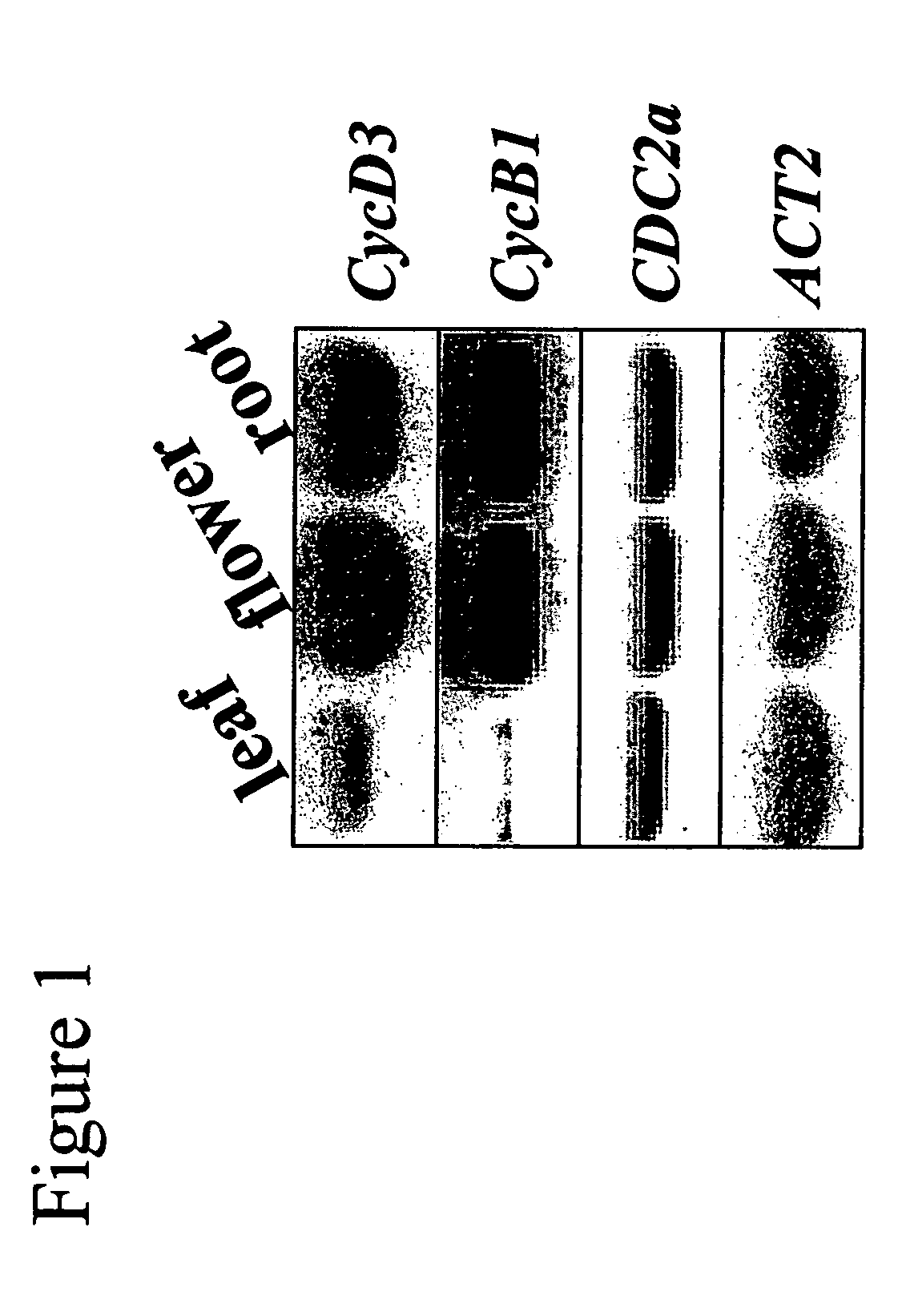 Transgenic plants expressing cytokinin biosynthetic genes and methods of use therefor