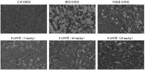 Application of Amurensin H derivative EAPP in treatment and prevention of aplastic anemia