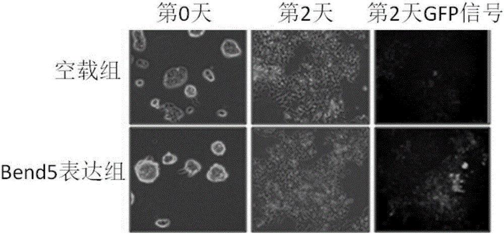 Application of Bend5 protein to acceleration of induced differentiation of embryonic stem cells to into primitive reproductive progenitor-like cells