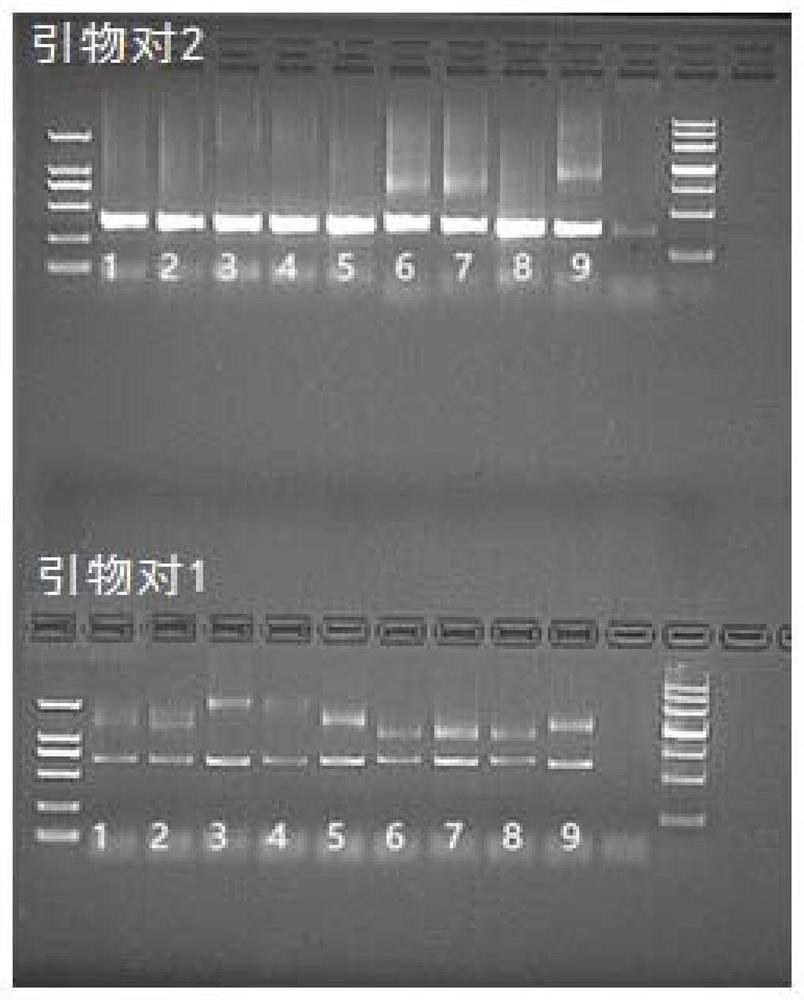 PCR (polymerase chain reaction) detection kit for CTG (cytotoxic T G) region of atrophic myotonin kinase gene and application of PCR detection kit