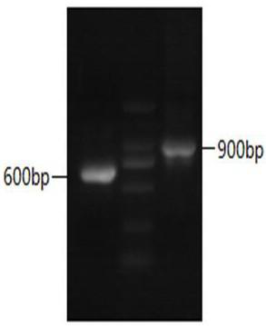 A kind of anti-goat pox virus vhh-4-1 based on Bactrian camel and its application