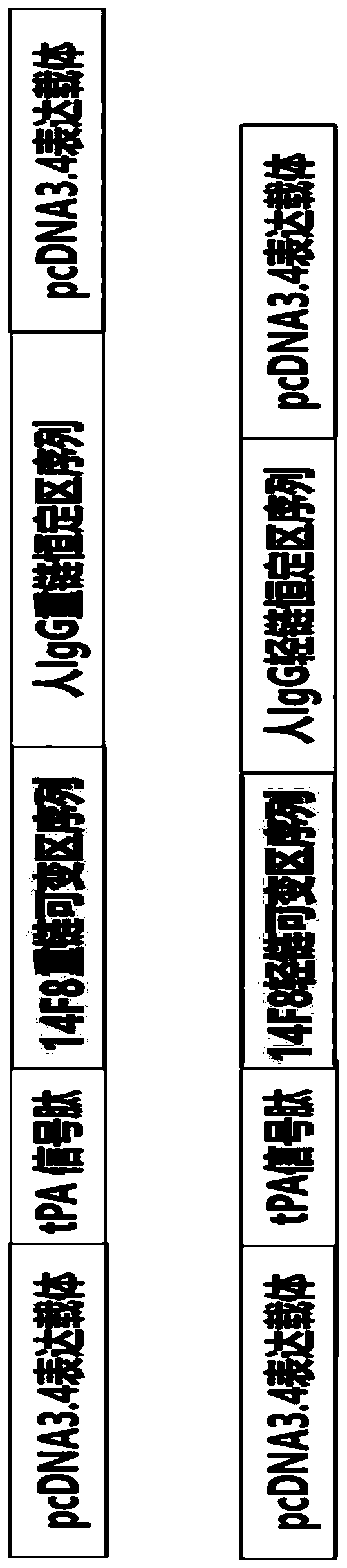 Monoclonal antibody against Nipah virus envelope glycoprotein, and application thereof