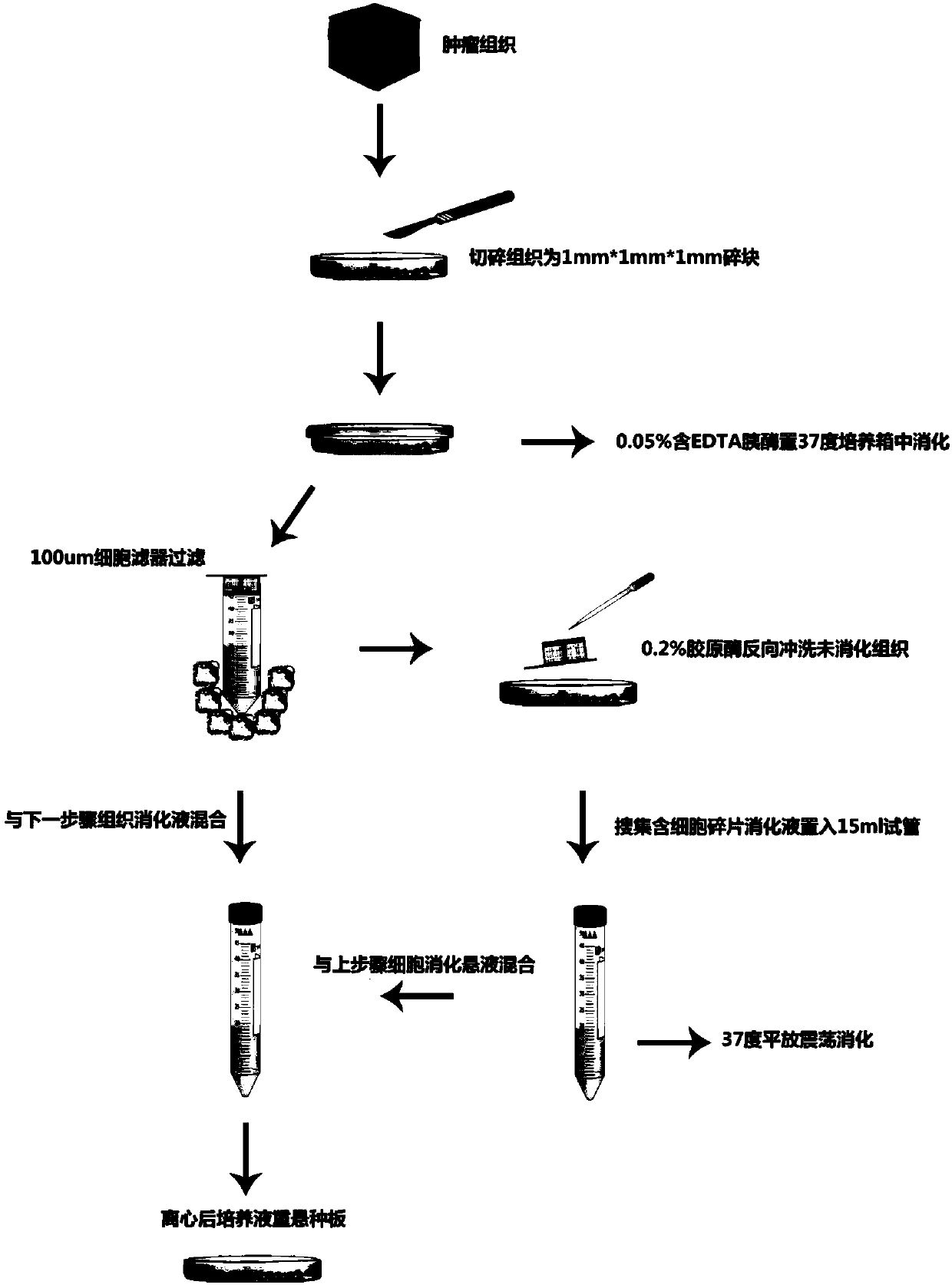 Isolation and culture method of primary cervical cancer cells