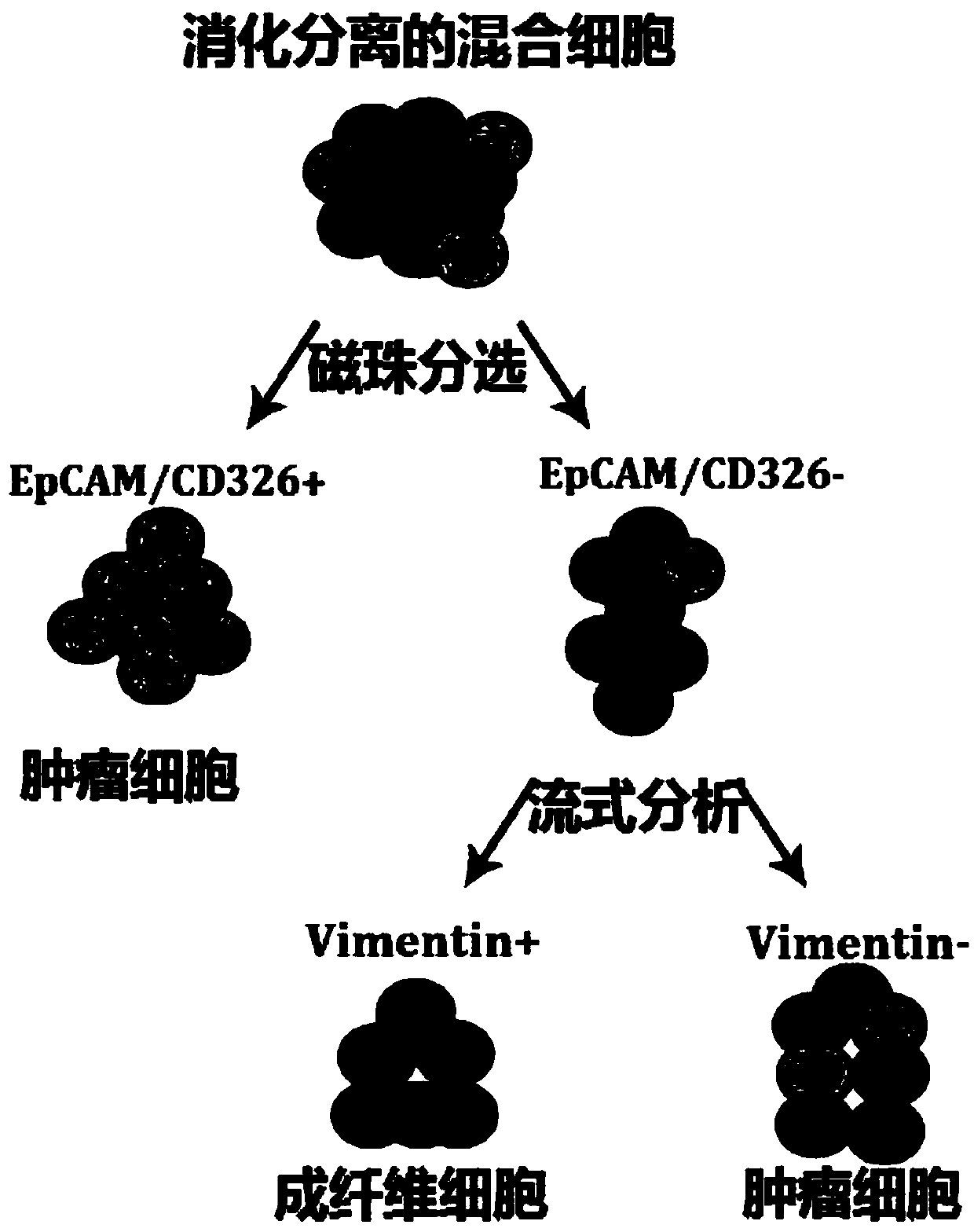 Isolation and culture method of primary cervical cancer cells