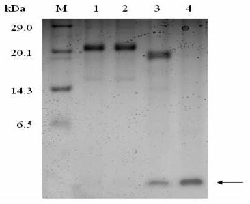 A kind of conotoxin variant gmviia and its preparation method and application