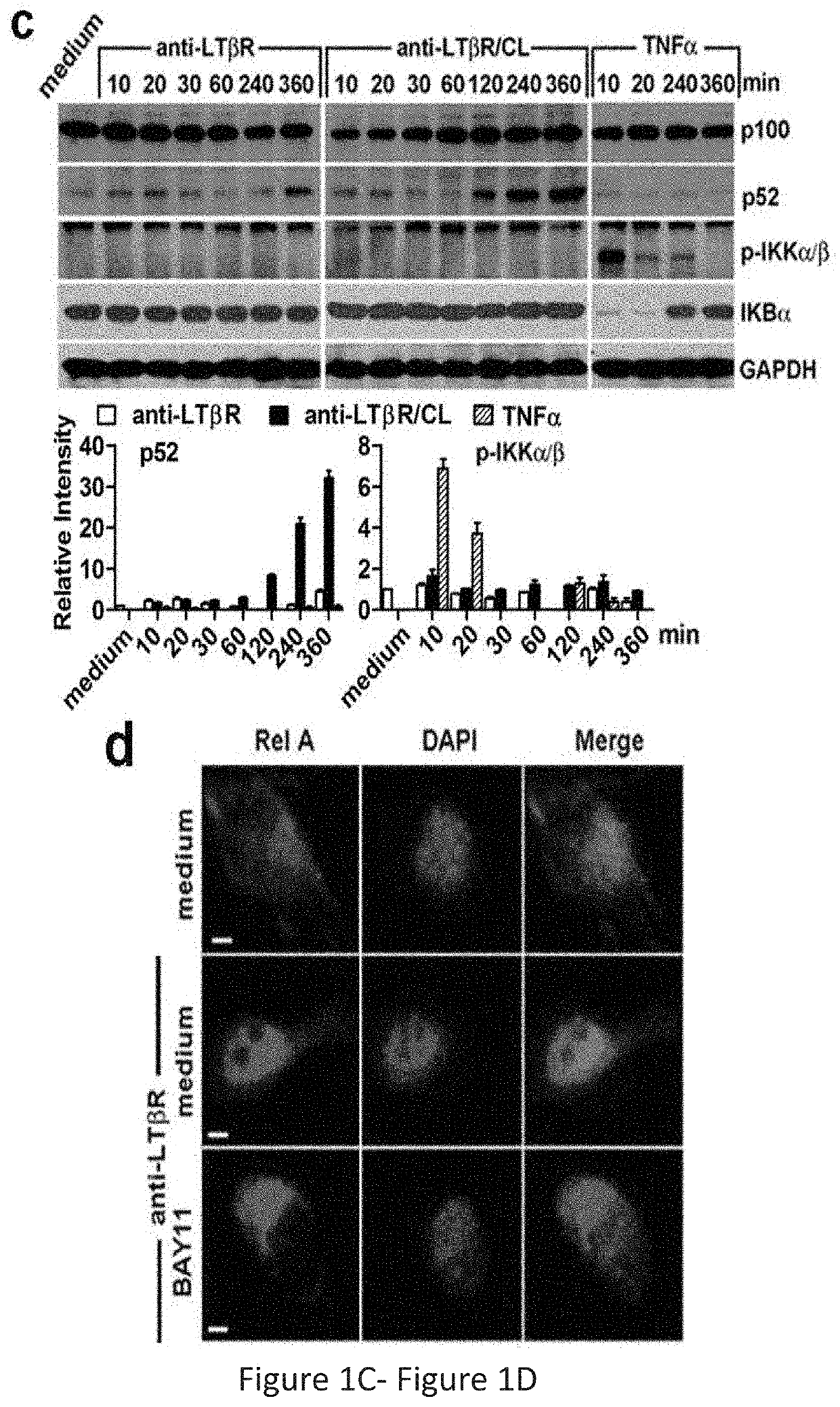 Compositions and Methods for Treating Inflammation and Cancer