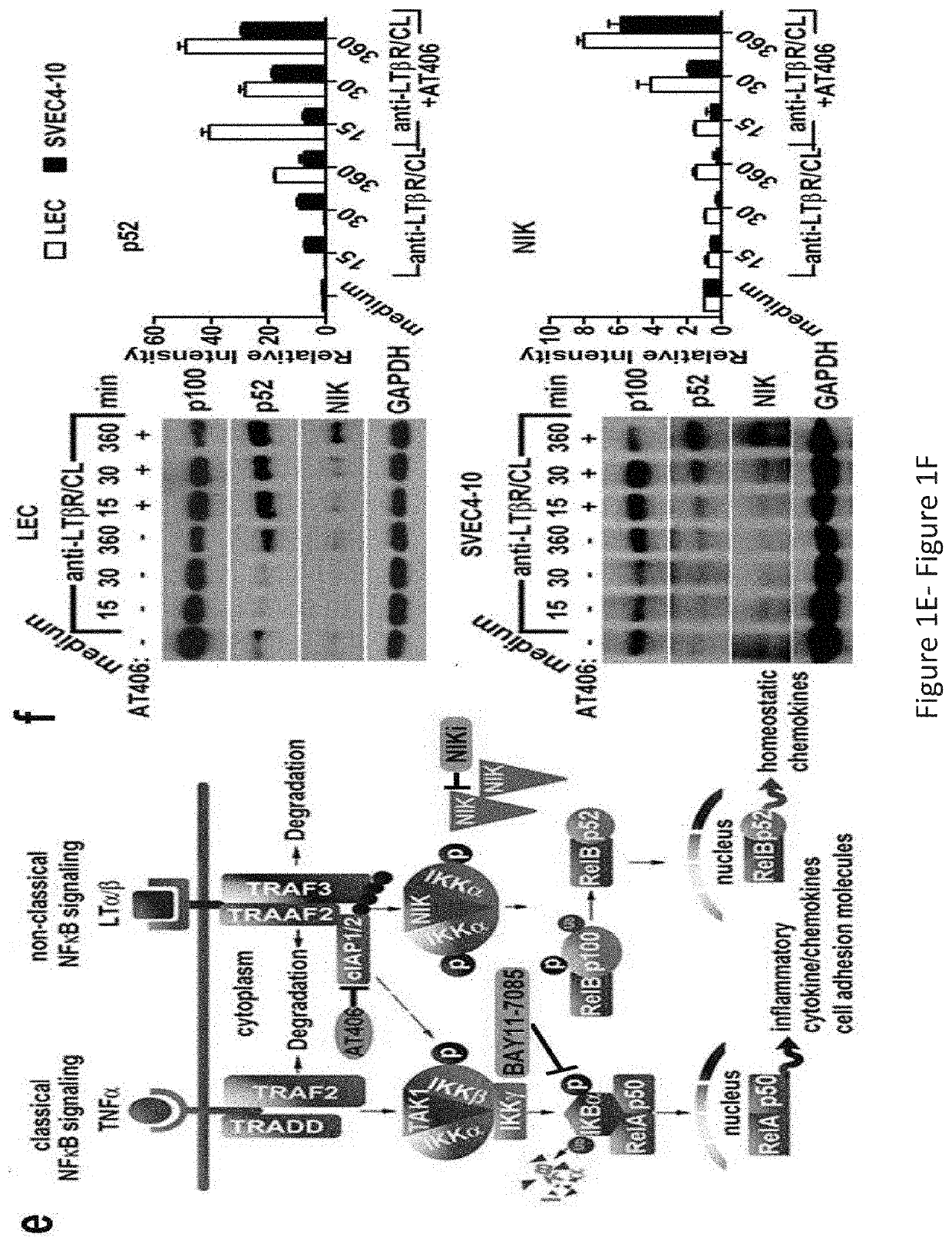 Compositions and Methods for Treating Inflammation and Cancer