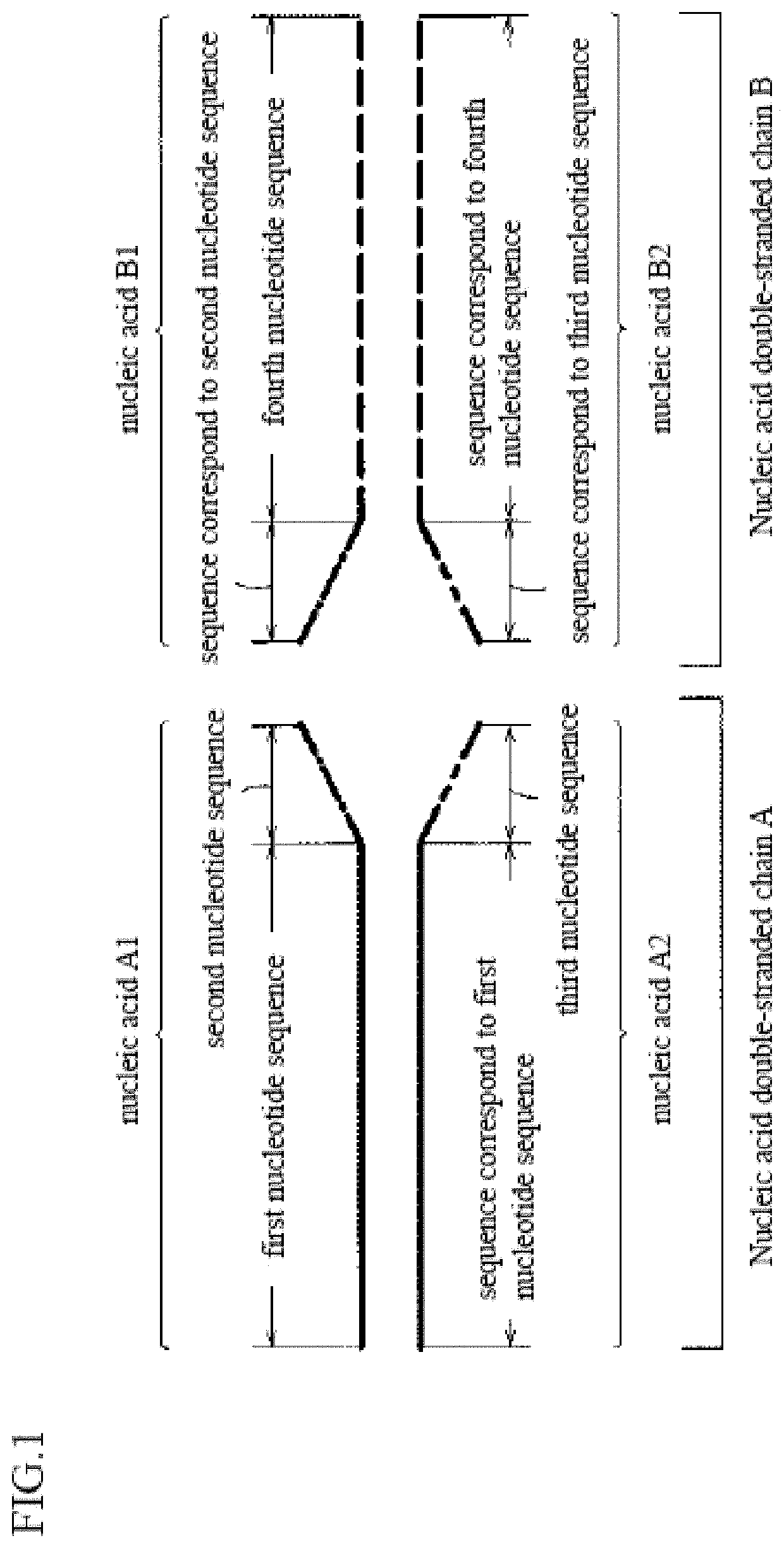 Compound which inhibits telomere-binding protein, and telomere-binding protein inhibitor containing same