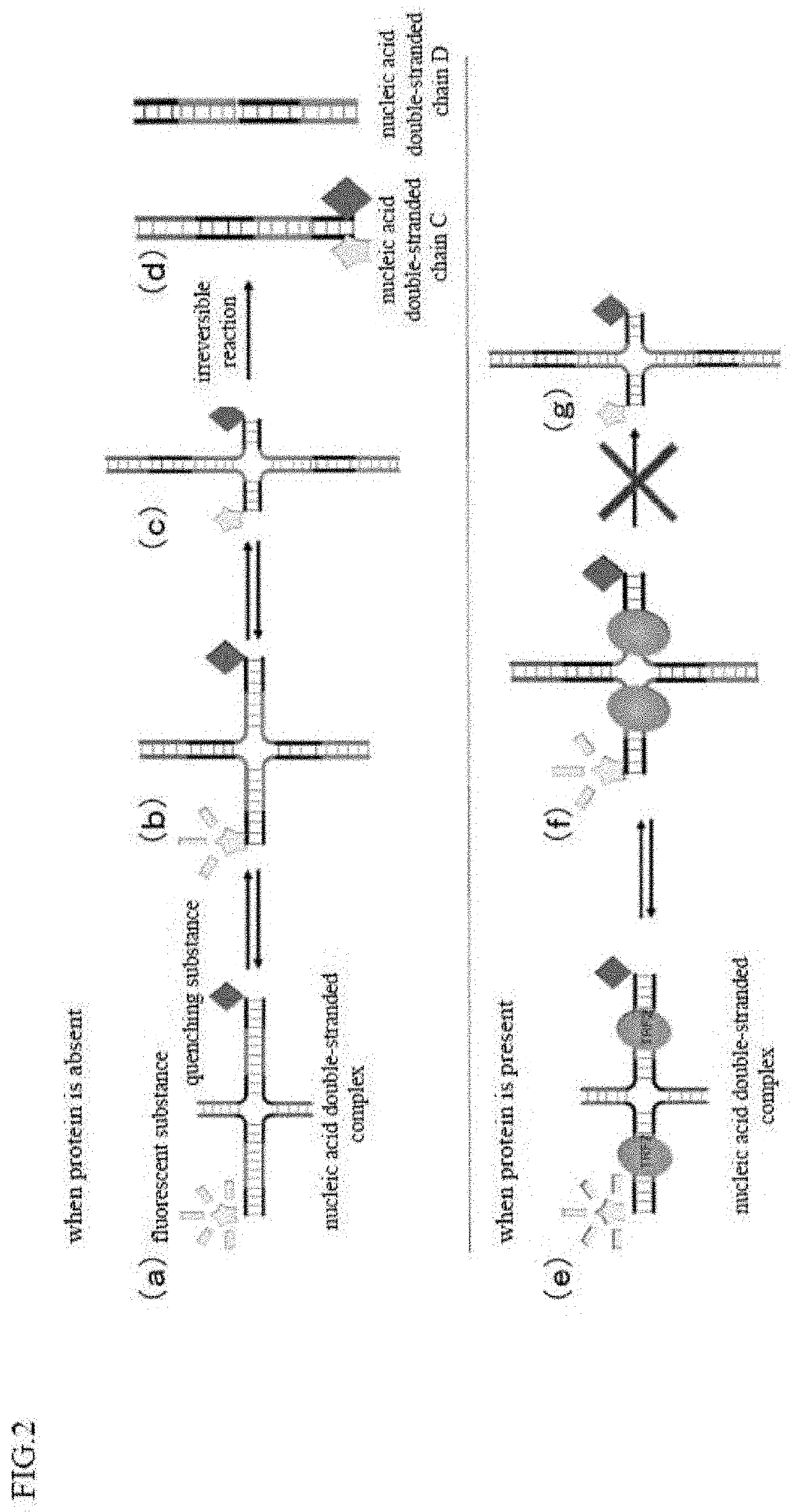 Compound which inhibits telomere-binding protein, and telomere-binding protein inhibitor containing same