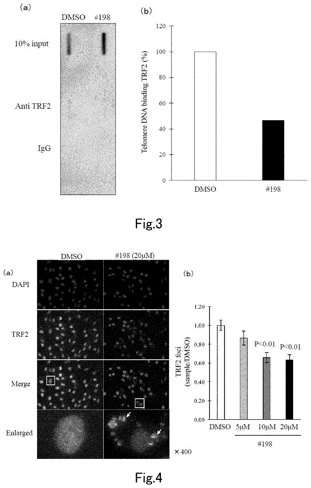 Compound which inhibits telomere-binding protein, and telomere-binding protein inhibitor containing same