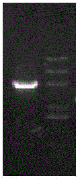 HPV16L1-g protein and coding gene and application thereof