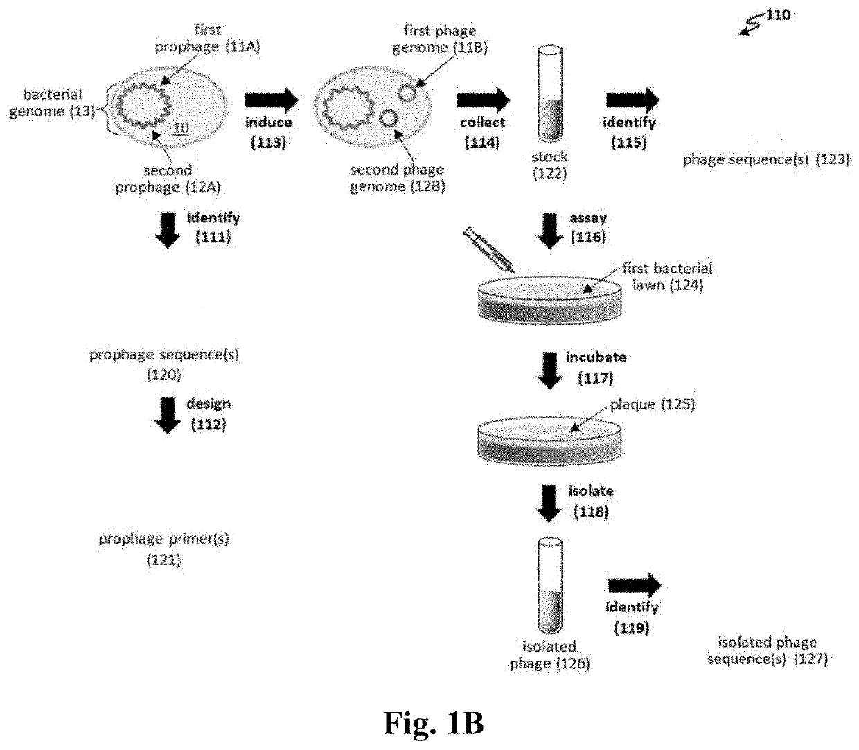 Therapeutic phages and methods thereof
