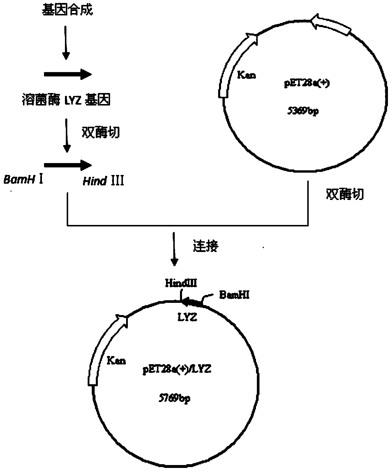 Egg-white lysozyme and preparation method thereof