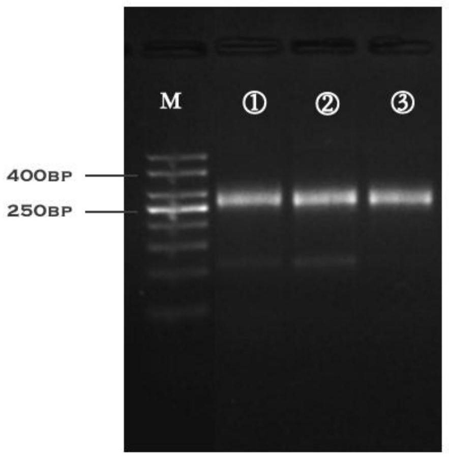Preparation method for comprehensively amplifying humanTCR beta chain library by adopting few degenerate primers