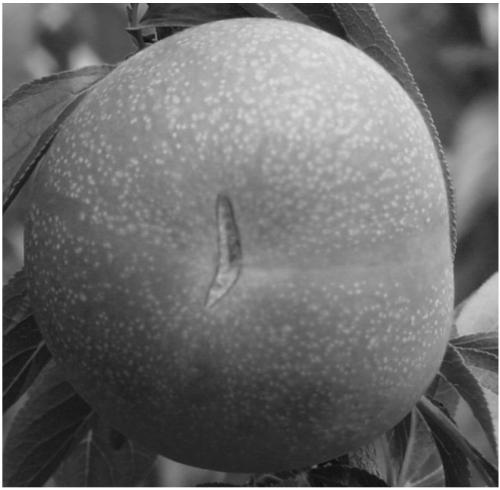 The application of its sequence as a dna barcode in the identification of Jiaxing Plum and its identification method