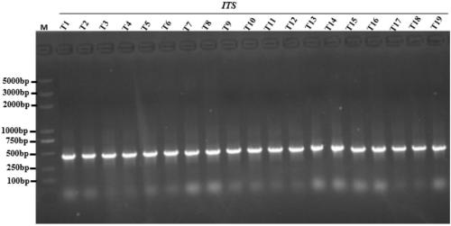 The application of its sequence as a dna barcode in the identification of Jiaxing Plum and its identification method