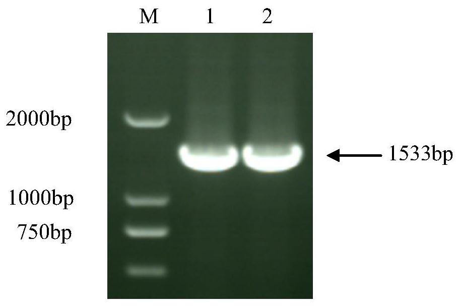 Preparation and preliminary application of colloidal gold from Listeria monocytogenes llo