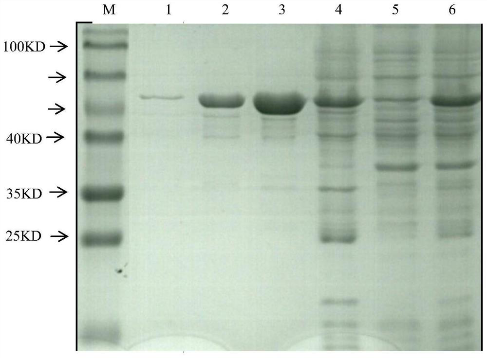 Preparation and preliminary application of colloidal gold from Listeria monocytogenes llo