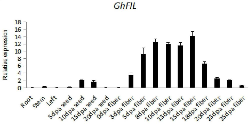 Application of cotton fat transporter gene GhFIL in improvement of cotton fiber quality