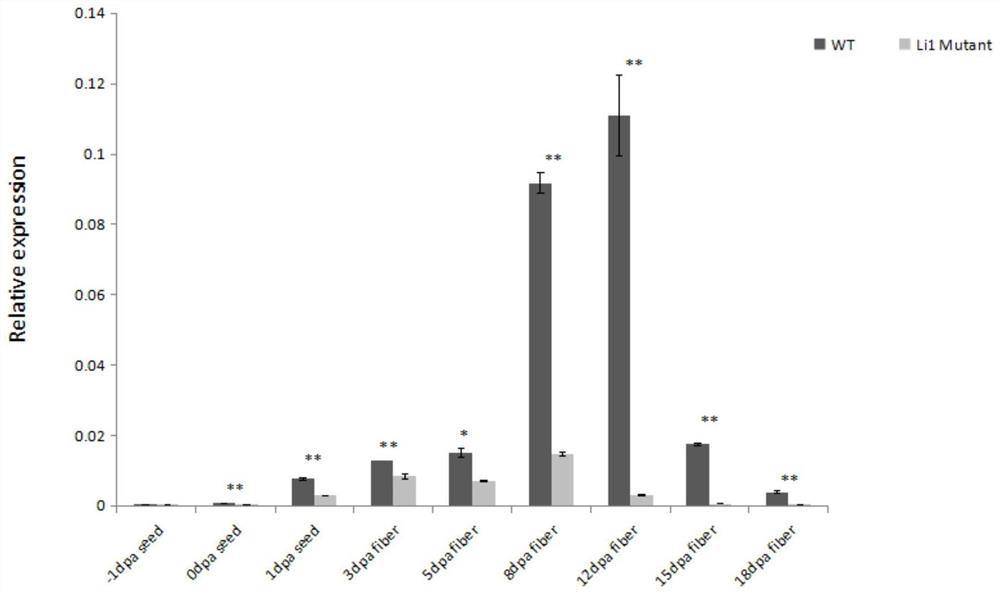 Application of cotton fat transporter gene GhFIL in improvement of cotton fiber quality