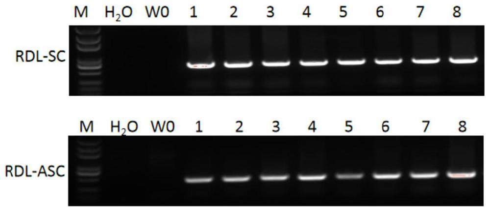 Application of cotton fat transporter gene GhFIL in improvement of cotton fiber quality