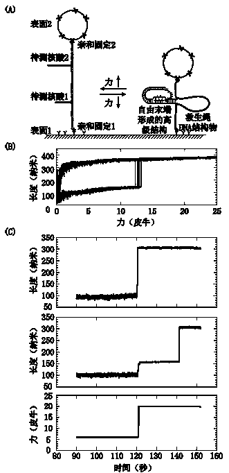 Method for detecting nucleic acid terminal structure based on single-molecule force spectroscopy