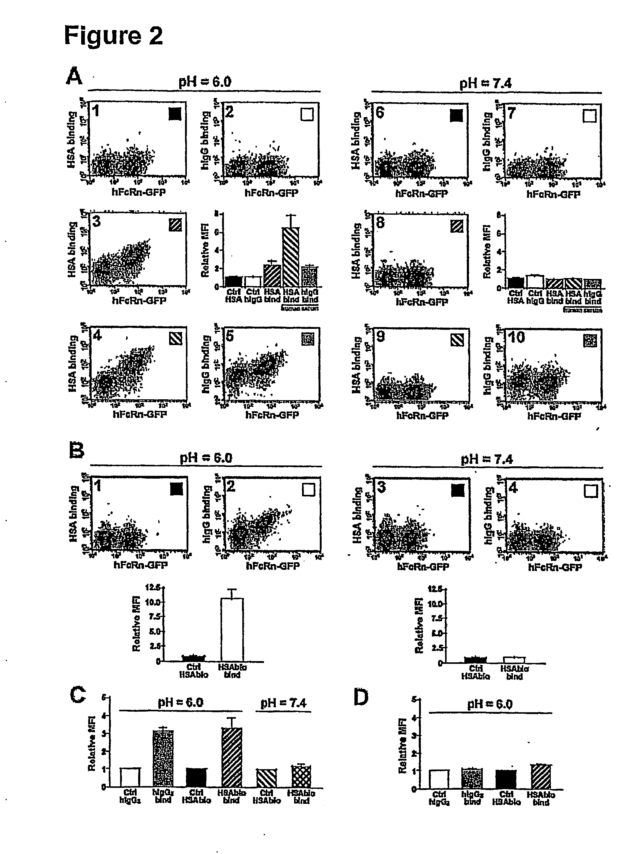FcRN ANTIBODIES AND USES THEREOF