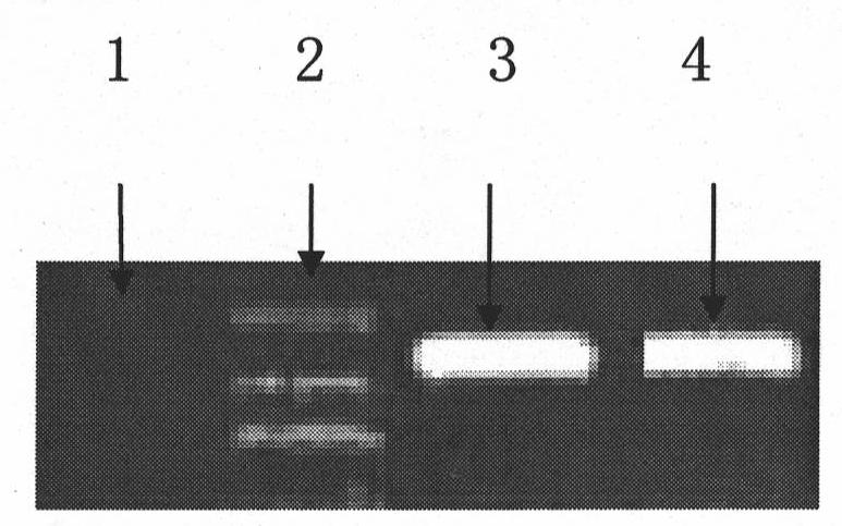 Mink heart DNA detection kit and identification method