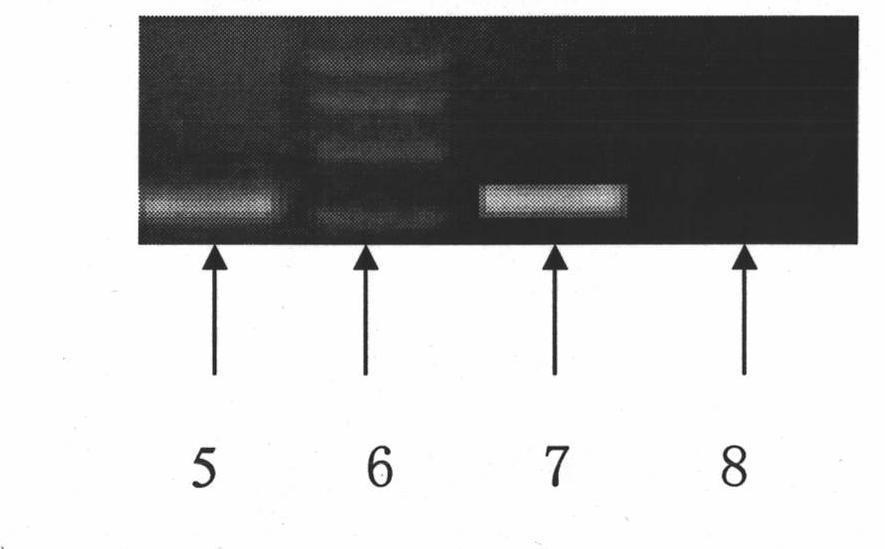 Mink heart DNA detection kit and identification method