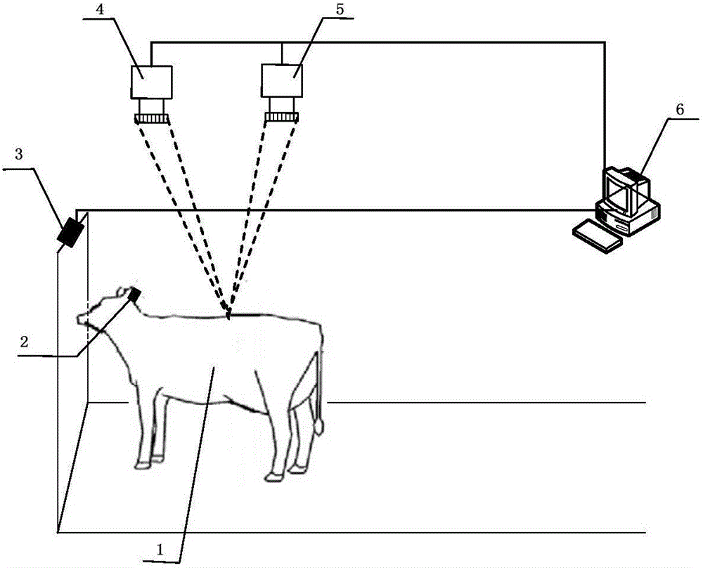Cow shape measuring method and cow shape measuring system based on stereo vision technology