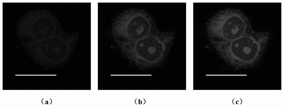 Two-photon fluorescent dye taking isoquinolinone as parent, preparation method thereof and application