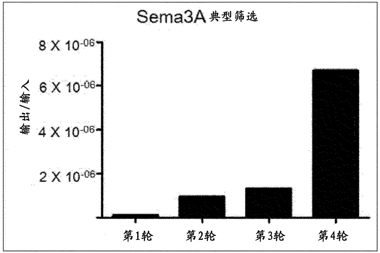 Antibody to be cross-linked to human and mouse sema3A, and use thereof