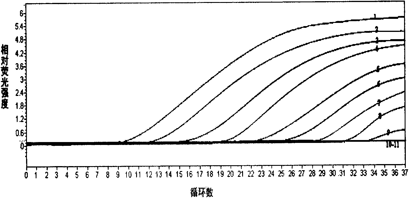 Primer, probe and method for qualitatively and quantitatively detecting witches' broom phytoplasma