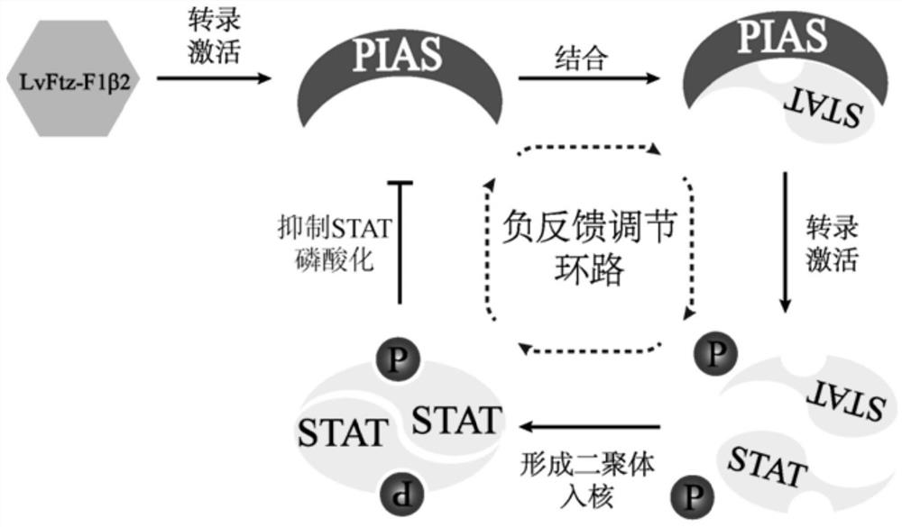 Prawn immunopotentiator based on RNA interference technology and preparation method and application of prawn immunopotentiator