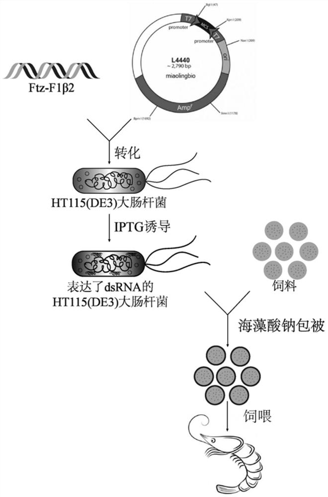 Prawn immunopotentiator based on RNA interference technology and preparation method and application of prawn immunopotentiator